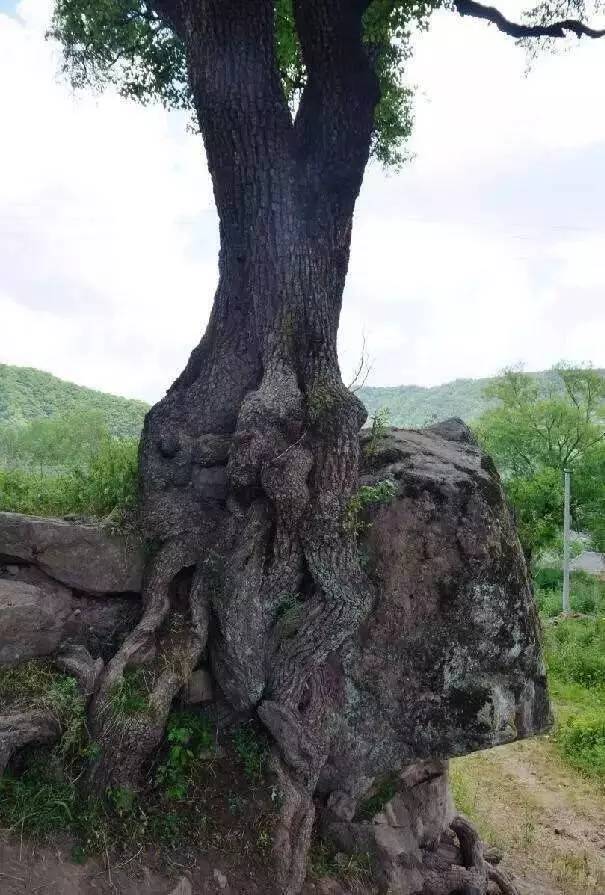 【魅力华亭】关山千年名树"树抱石"石抱树"