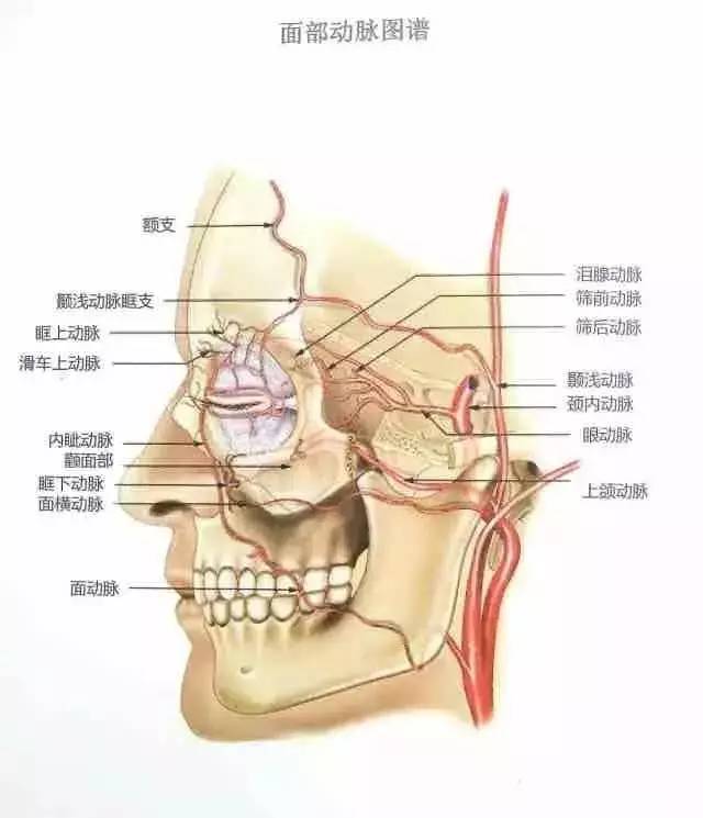 【整外干货】整外珍贵的解剖图谱