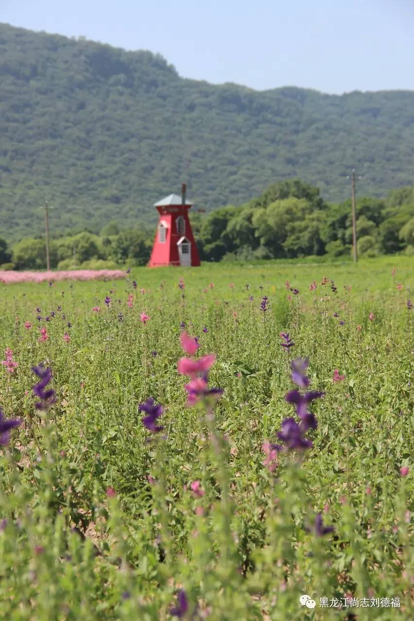 旅游中药帽儿山花海鲁冰花稻草人主题乐园欢迎您的到来