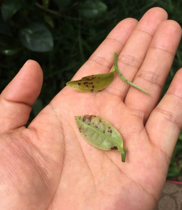 地区雨水较多, 许多茶园发现不同程度的茶饼病和茶圆赤星病危害症状