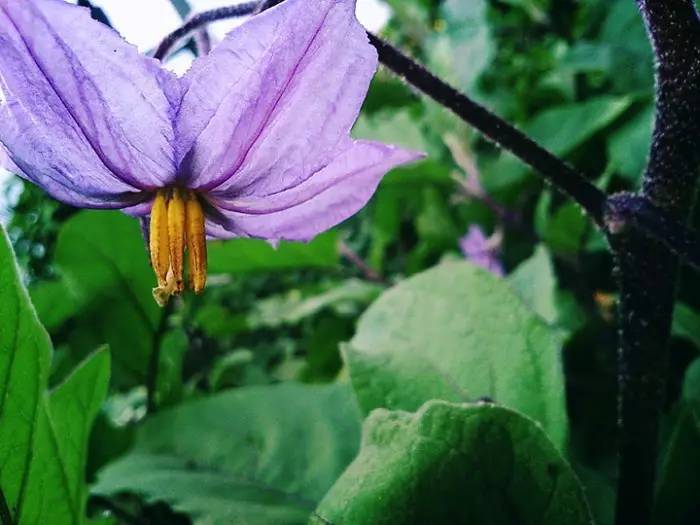 花的颜色一般有白花,紫花,5-6-7数,各有不同,与紫色茄子一起可谓是