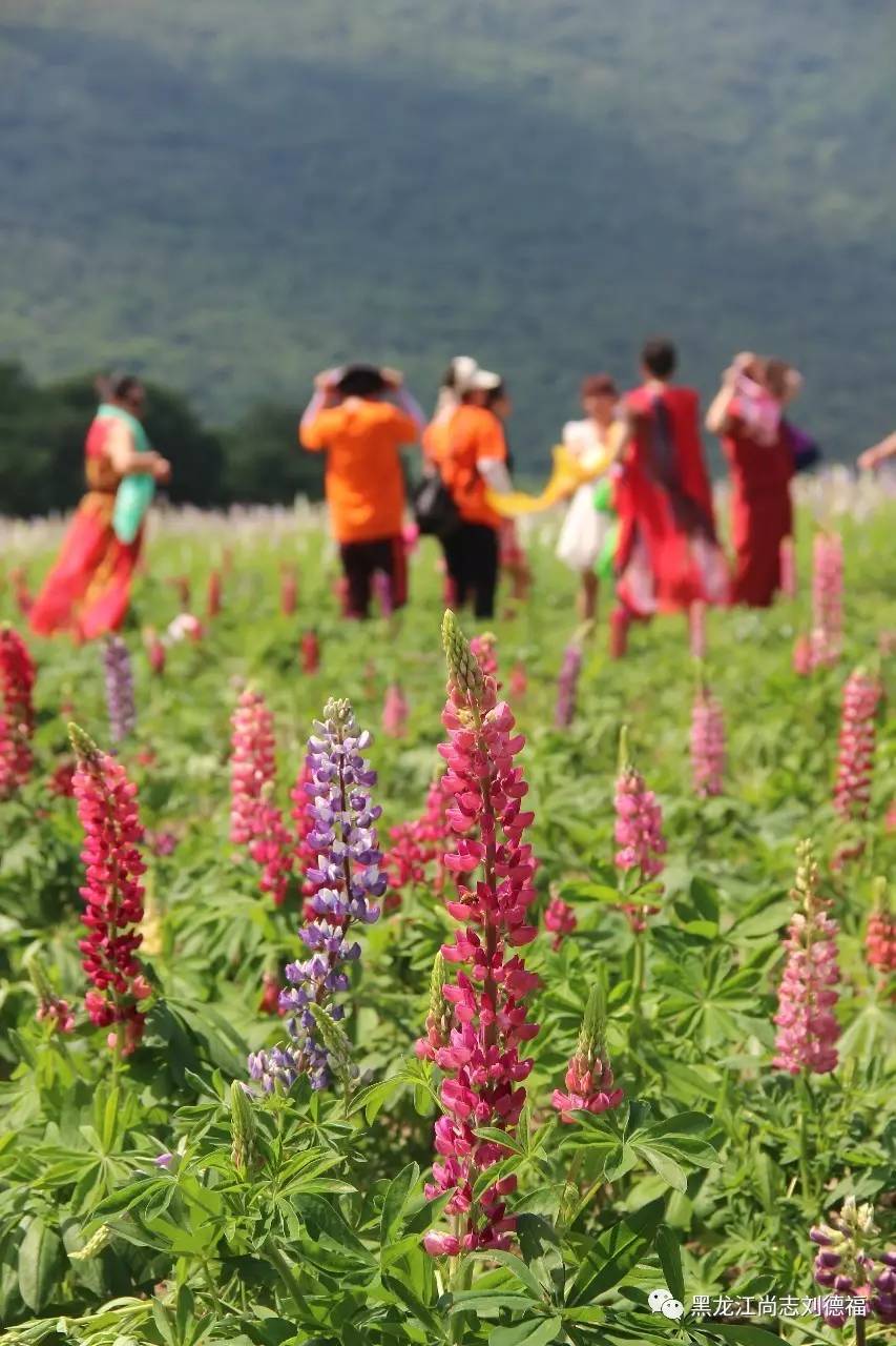 旅游中药帽儿山花海鲁冰花稻草人主题乐园欢迎您的到来