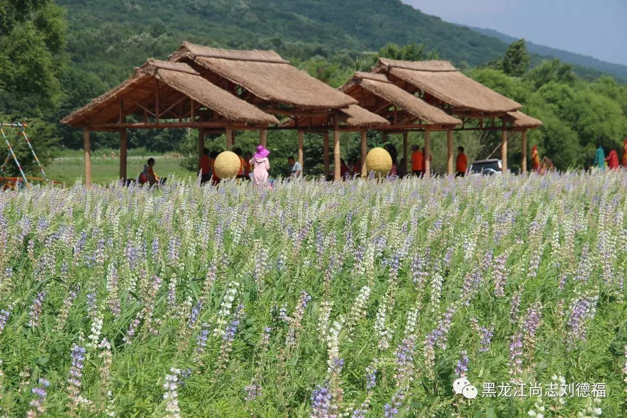 旅游中药帽儿山花海鲁冰花稻草人主题乐园欢迎您的到来