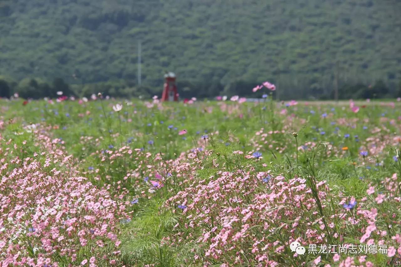 旅游中药帽儿山花海鲁冰花稻草人主题乐园欢迎您的到来