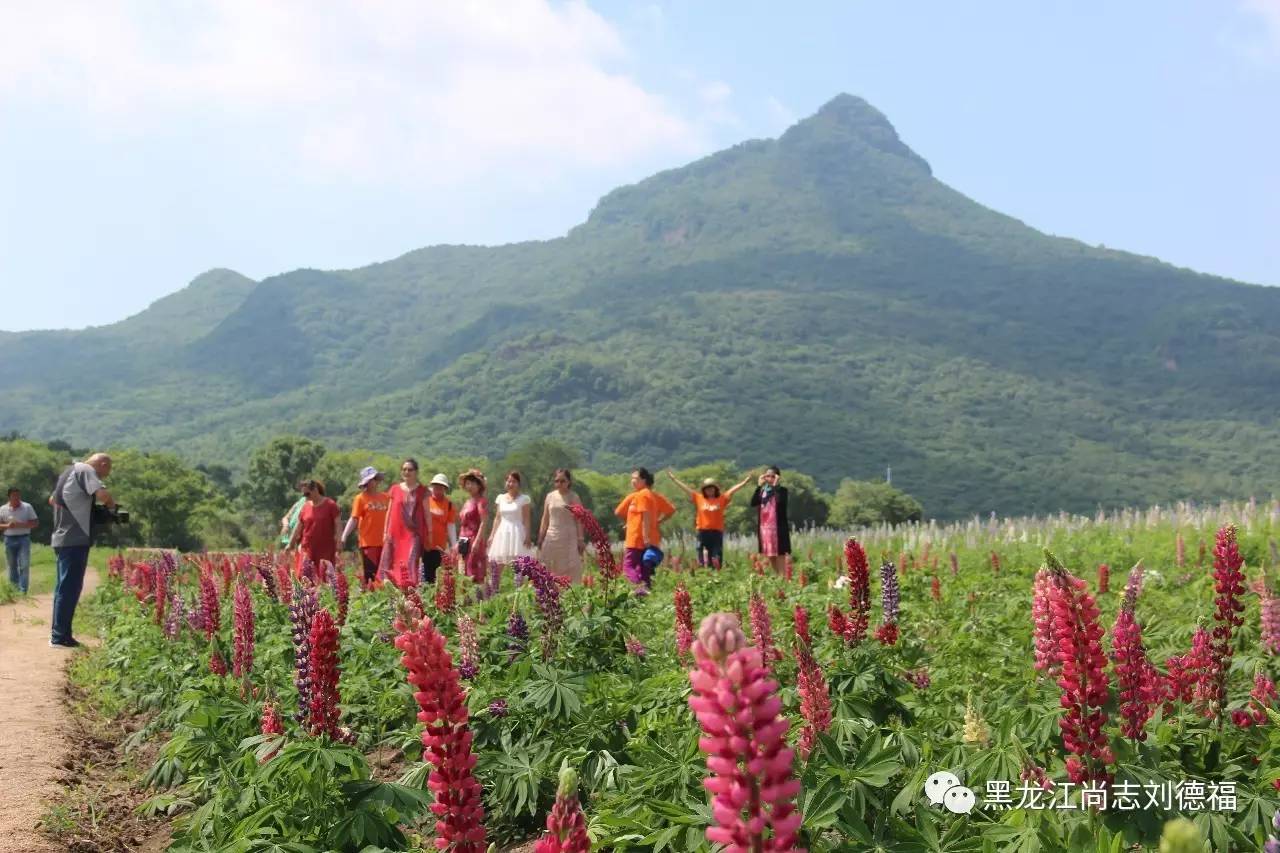 旅游中药帽儿山花海鲁冰花稻草人主题乐园欢迎您的到来