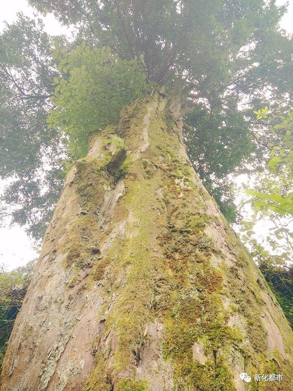 新化县维山乡四都村人口_寺山乡青瑶村(2)