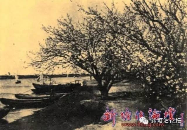 邓善沽历史:永乐二年由萧田两姓立村 邓善沽北桃园旧影