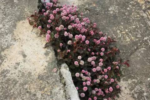 隆江农村身边常见中草药图片大全识别图谱