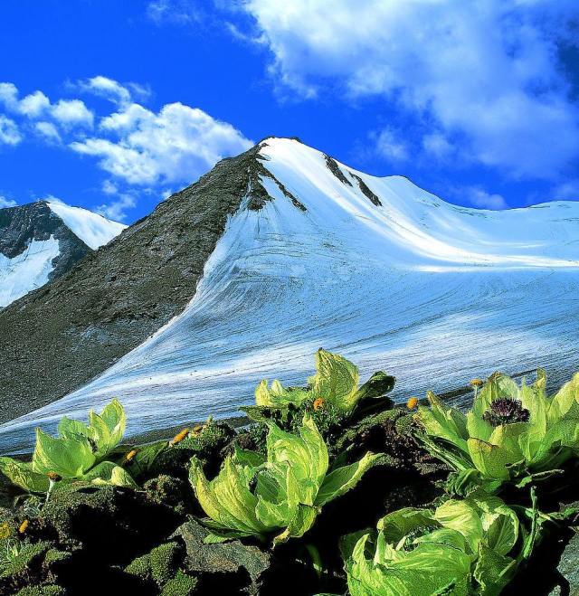 天山雪莲花是新疆特有的珍奇名贵中草药,生长于天山山脉海拔4000米