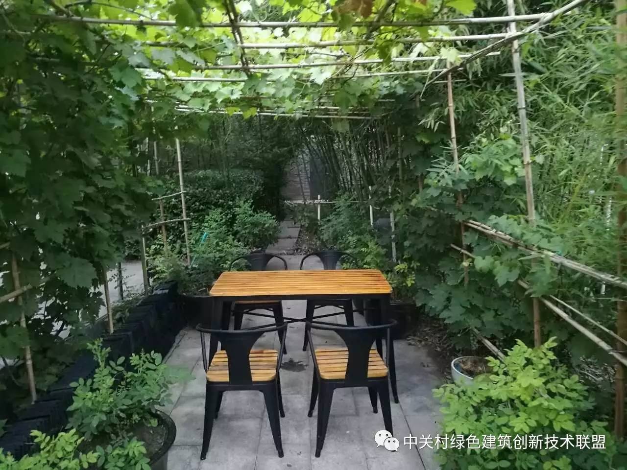 小院的葡萄架上沉甸甸挂满了葡萄 葡萄架下面的小茶座格外有情调