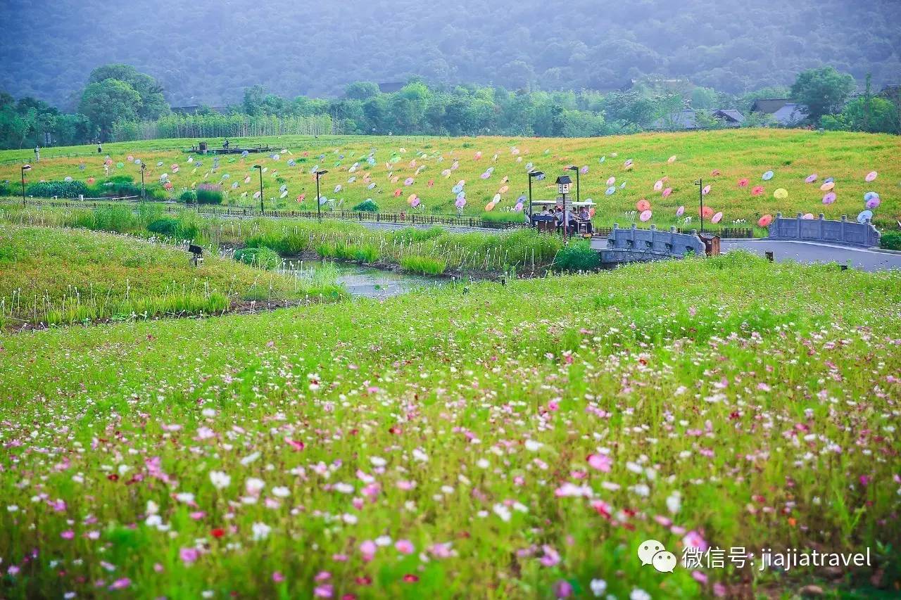 上海自驾2小时就可到的禅意小镇|夏季花海还能假装在