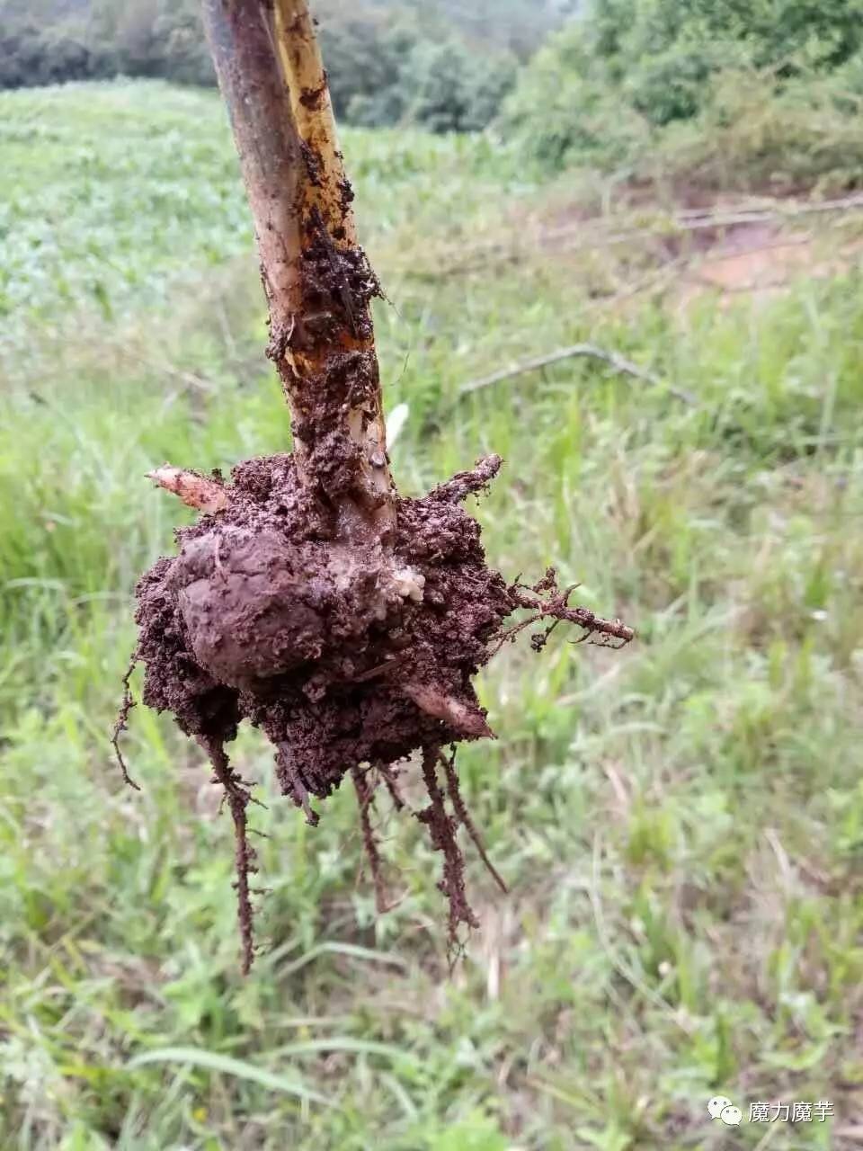 我们有幸邀请到了杨银洲杨老师来为大家讲授《魔芋软腐病和白绢病防治