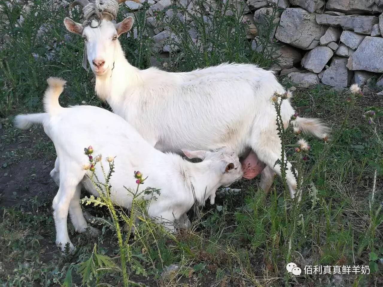 羊奶偏碱性 夏饮不上火