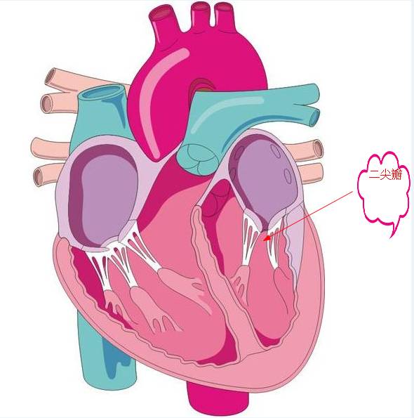 三,二尖瓣解剖位置 左心房与左心室之间的通道口