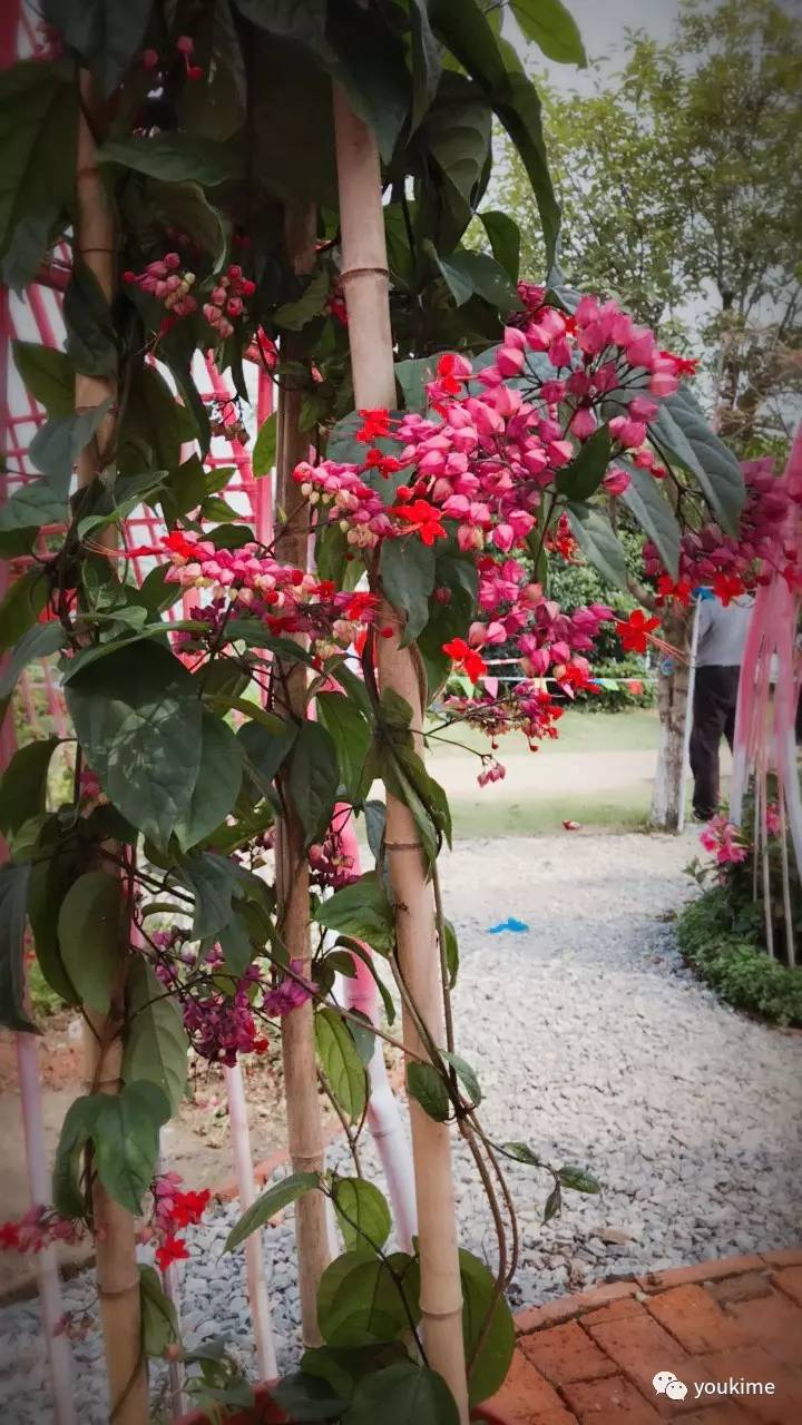 红萼龙吐珠红萼苘麻锦带1朝日艳且鲜麦冬形成第一层次,细叶芒,花叶芒