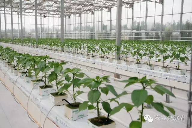 无土栽培--荷兰的智能温室农业!_搜狐其它