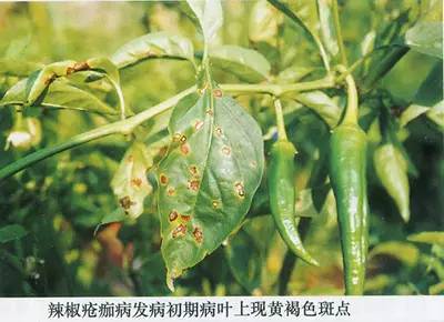 作物病害:辣椒常见细菌性病害的症状及防治