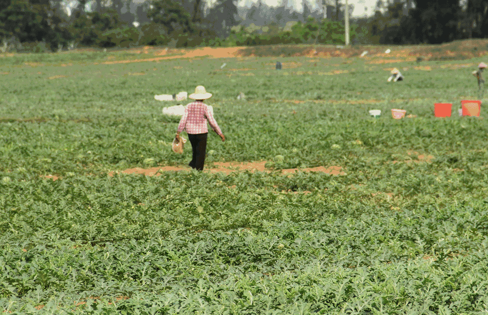 其它 正文  话说 商丘夏邑县 今年西瓜种植面积有几万亩 日前正值销售