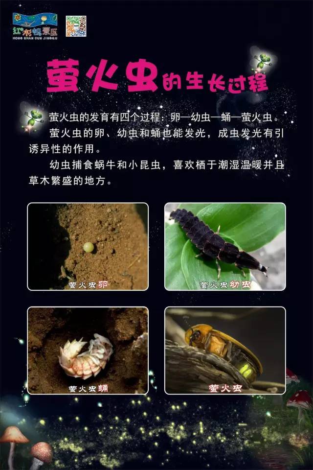 世界上已知萤火虫有2000多种,分布于热带,亚热带和温带地区.