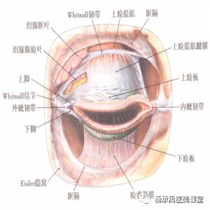 上眼睑的结构