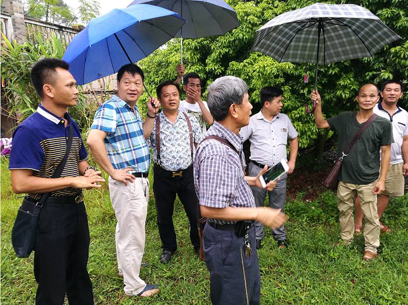 广东金山百草公司与广西容县合作发展南药牛大力