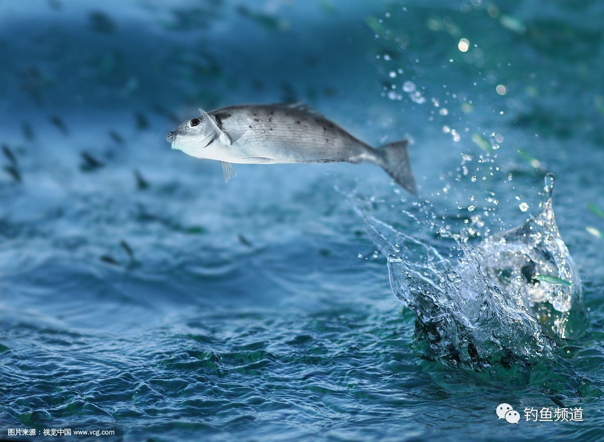 从水面观察钓场鱼情的四种方法