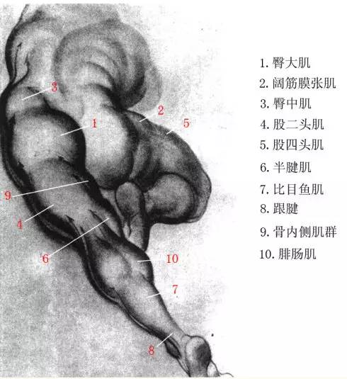 五,足部骨骼