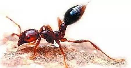 空白 被红蚂蚁咬伤 有哪些症状 输入