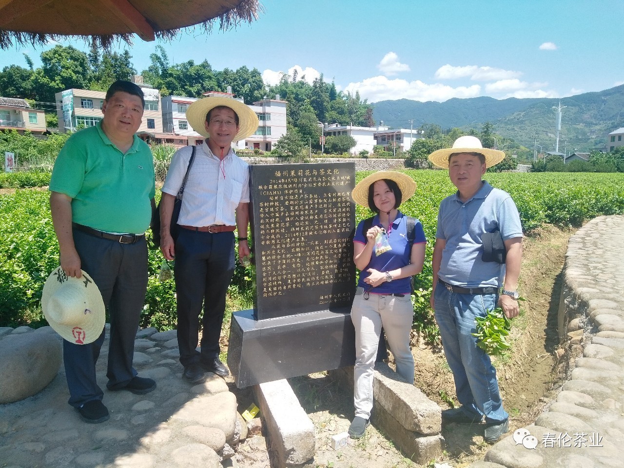 福州考察福州茉莉花与茶文化系统,他们走访永泰梧桐春伦茉莉花基地,实