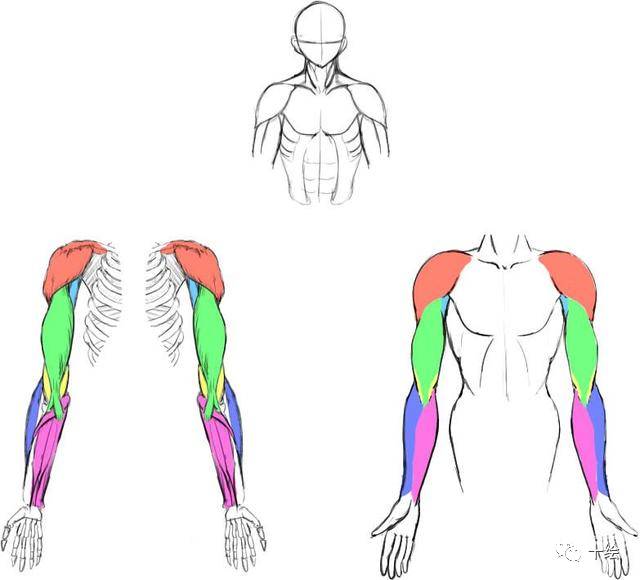 男性手臂肌肉与骨骼的研究,太tm实用了!