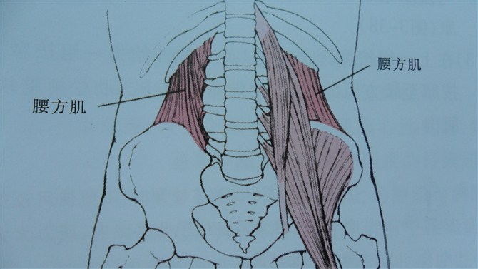 骶髂肌群松解的肌肉能量技术met:髂腰肌的治疗部位和扳机点