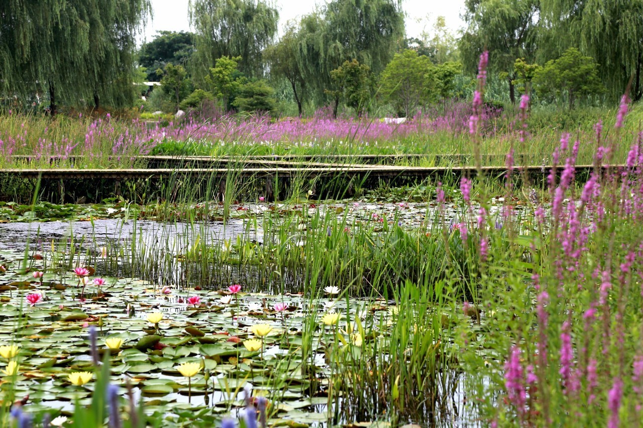洪泽湖湿地又现绚丽风景,水生植物园千屈菜花