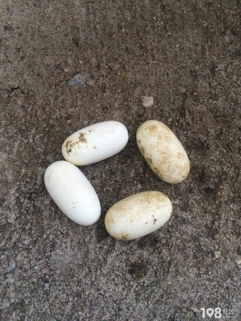 台州男子路边捡到一窝蛇蛋,小蛇破壳而出很惊悚!