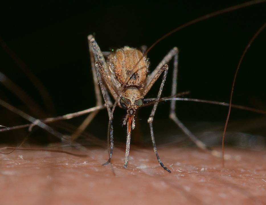 【讲科学】蚊子的嘴是如何穿透我们皮肤的呢?