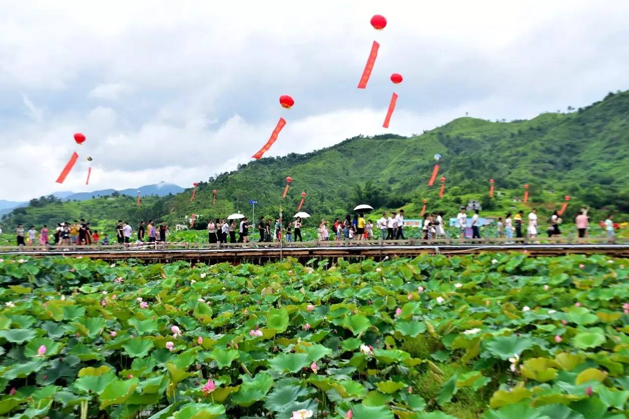 陆河内洞荷花节今天人气爆挤!