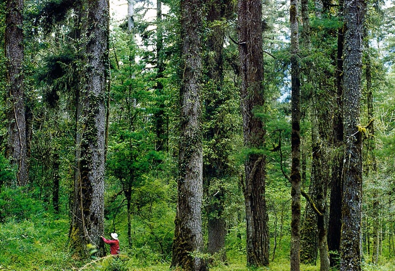 原始森林 - 快懂百科