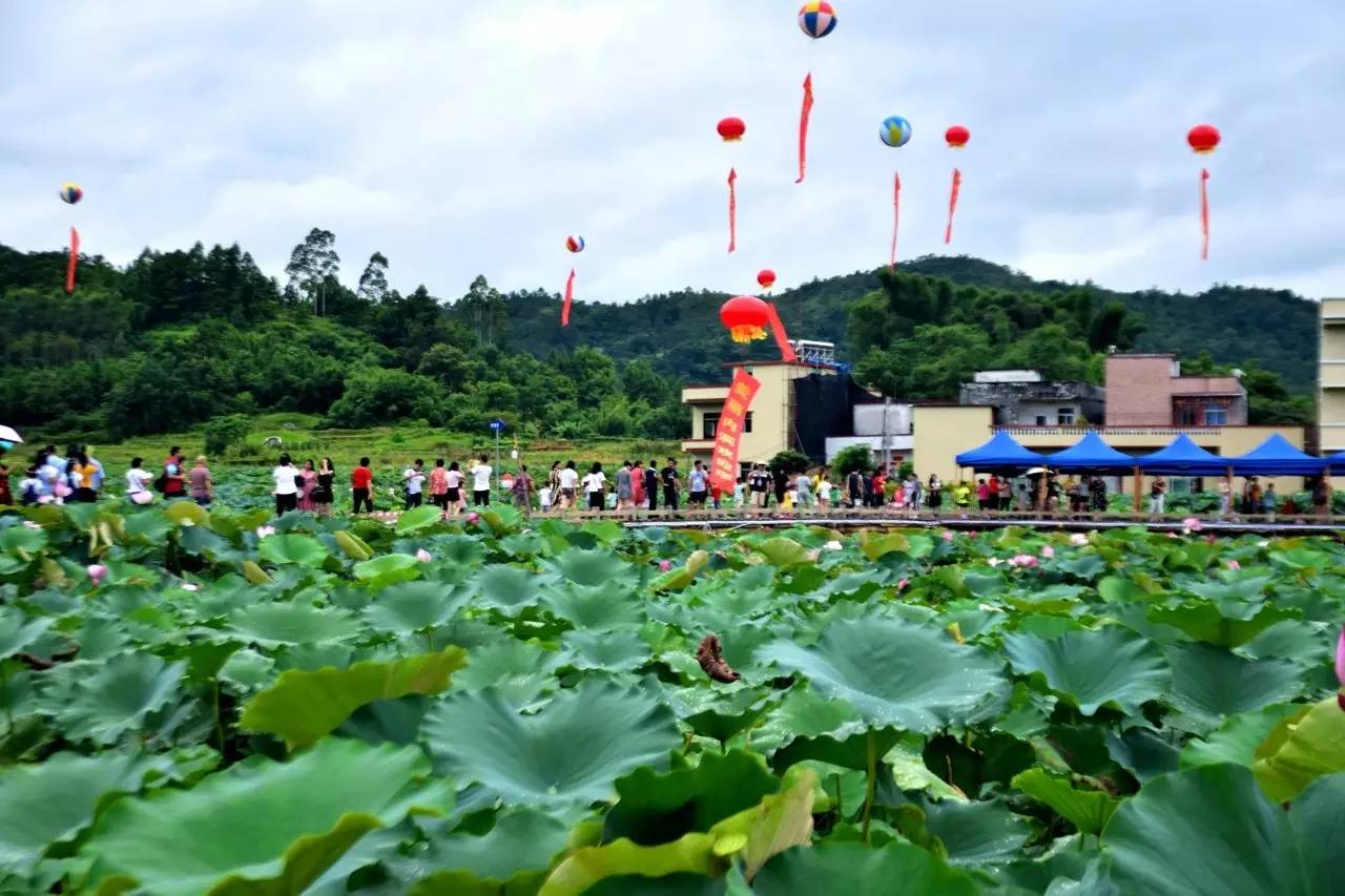 陆河内洞荷花节今天人气爆挤!