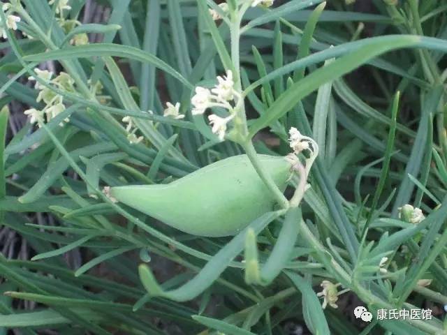 别名:地梢花,羊不奶棵,小丝瓜,浮瓢棵,地瓜瓢,驴奶头