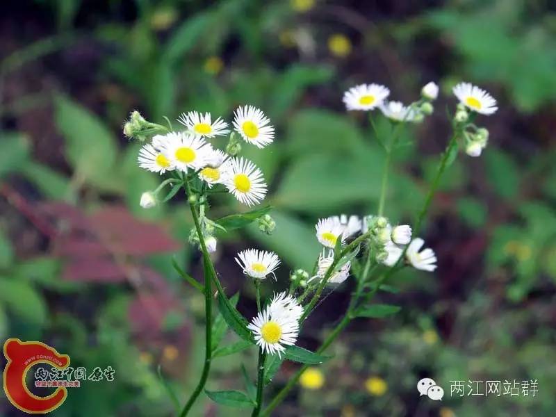 野菊花