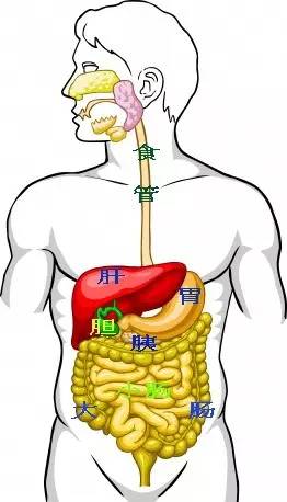 人体中就肚子里的名堂最多了,一般人下功夫记都困难.