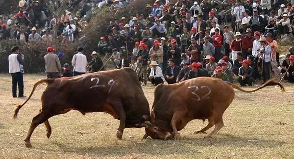 "非遗"女子摔跤,彝族传统摔跤圭山诺黑村民俗风情乡村音乐会,"九石啊"