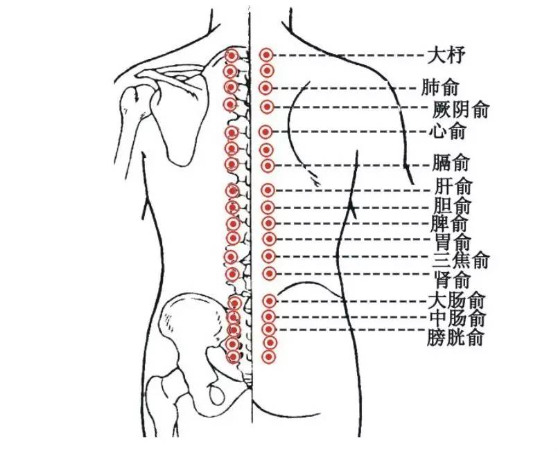 俗话说"背薄一寸,命长十年,可见保养后背的重要性.