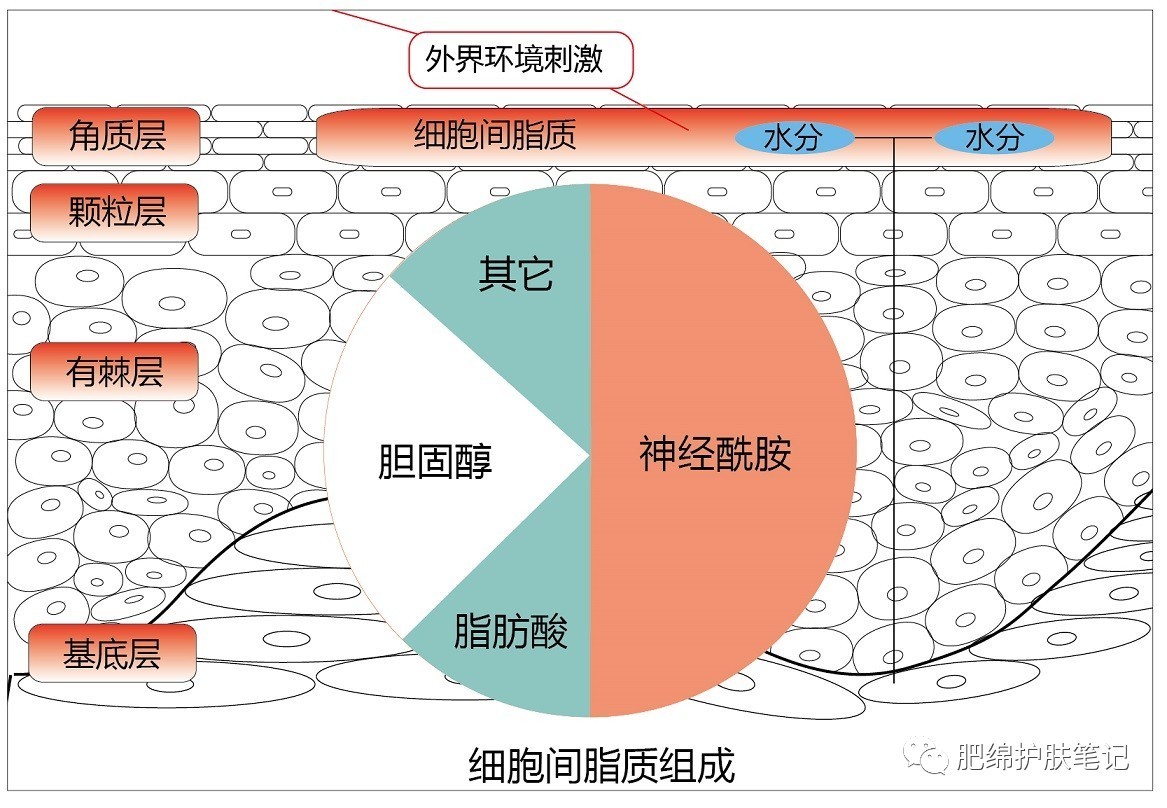 【一个成分党的自我修养】角鲨烷,不仅是保湿.