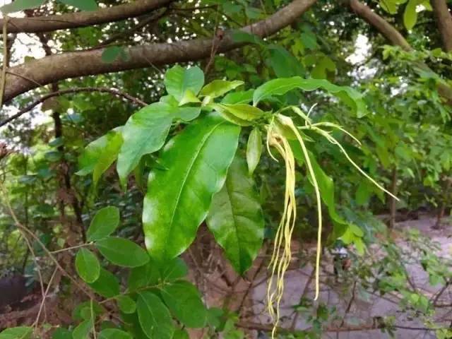 农村地区最常见的八种剧毒植物见血封喉断肠草