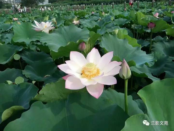 恬淡方知烦恼少,幽芳自有赏花人.