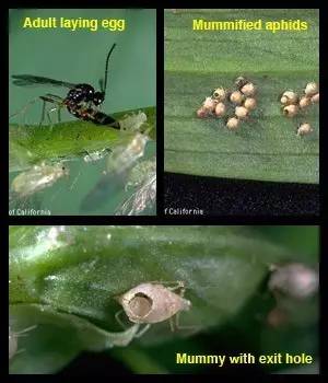 专业知识我们是害虫之蚜虫