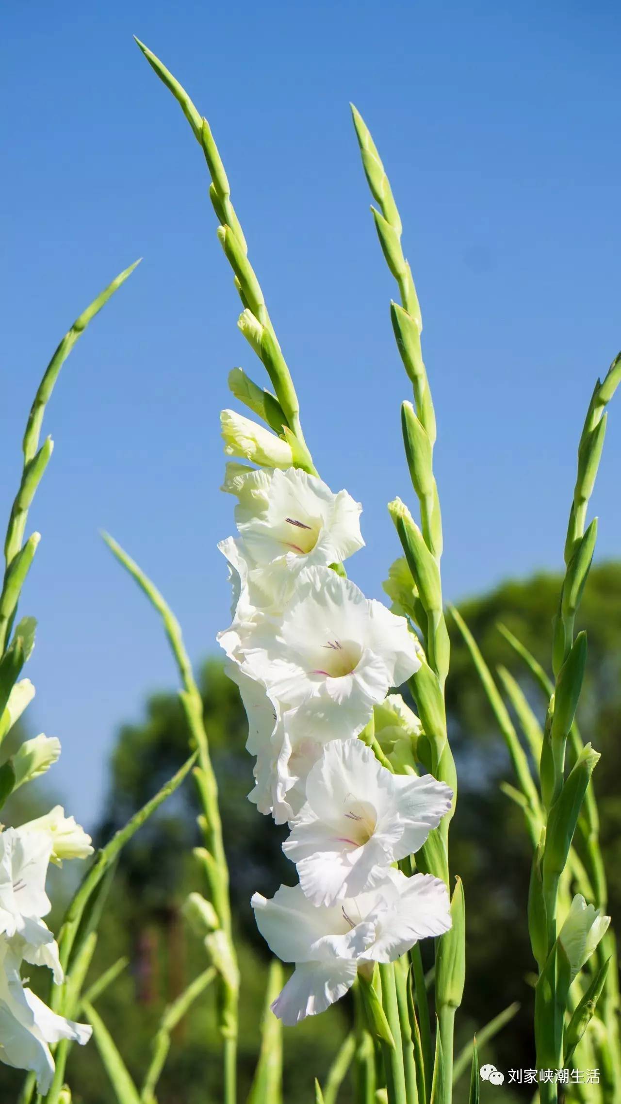 看完郁金香和马鞭草,我在刘家峡唐菖蒲花海等你来