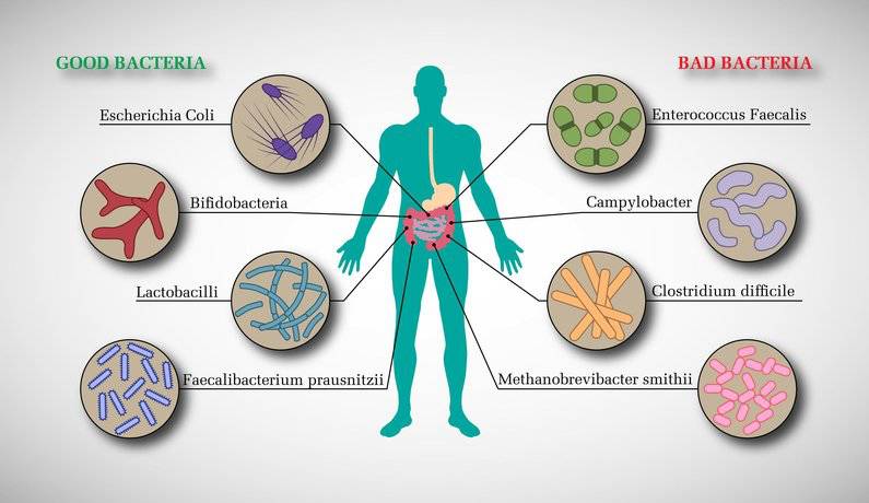 人体肠道微生物诊断服务(分析肠道微生物数量及功能表达,优化个人饮食