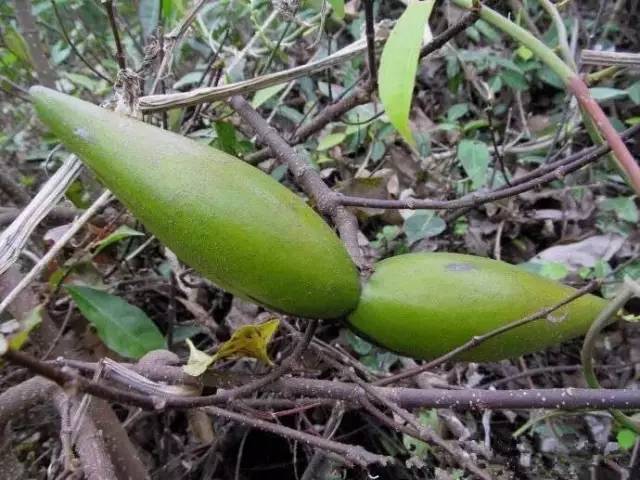 农村地区最常见的八种剧毒植物见血封喉断肠草