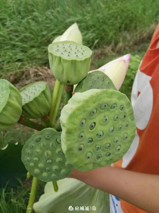 忆童年,有多少应城人小时候偷摘过莲蓬的